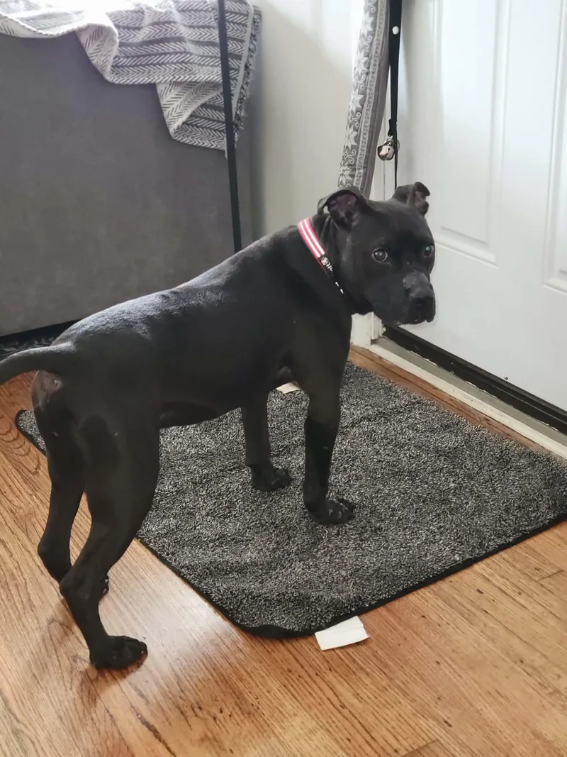 A young large-sized male Pit Bull Terrier dog named Pinnochio for adoption in Troy, MI