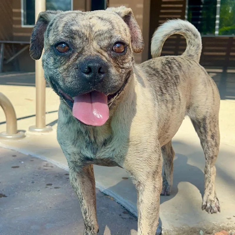A young medium-sized female Apricot / Beige French Bulldog dog named Frankie for adoption in San Diego, CA