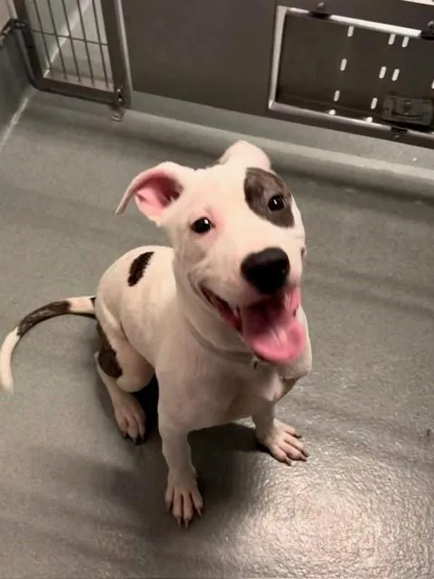 A young small-sized male Pit Bull Terrier dog named Xiphoid for adoption in Baytown, TX