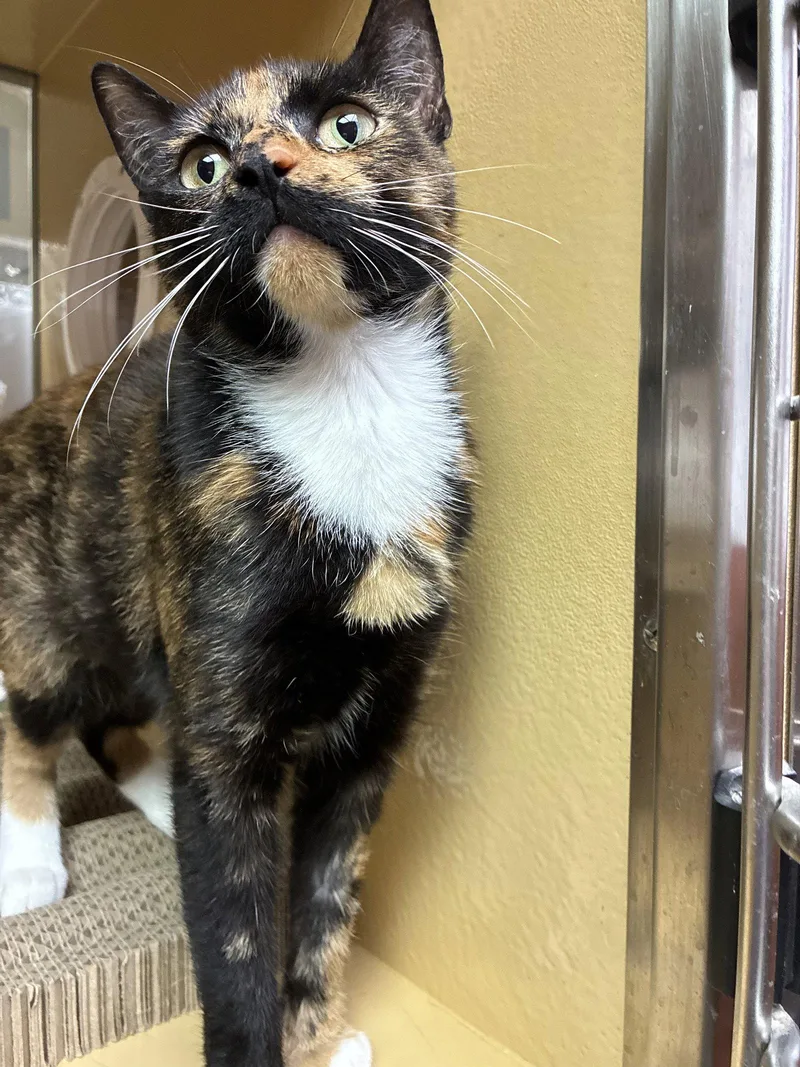 A young medium-sized female Black Domestic Short Hair cat named Mirabelle for adoption in Herndon, VA
