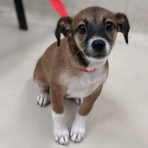 A baby medium-sized female Tricolor (Brown, Black, & White) Jack Russell Terrier dog named Daisy for adoption in Columbia, MD