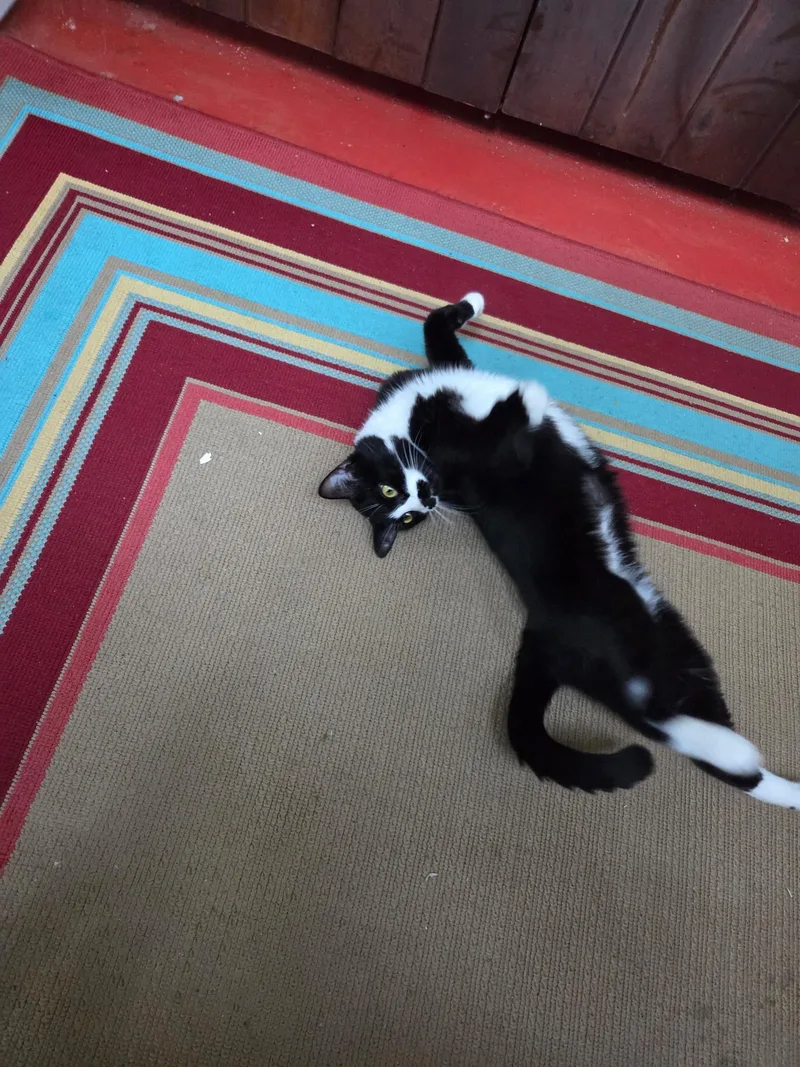 An adult medium-sized female Black & White / Tuxedo Domestic Short Hair cat named Hannah for adoption in Beverly, MA