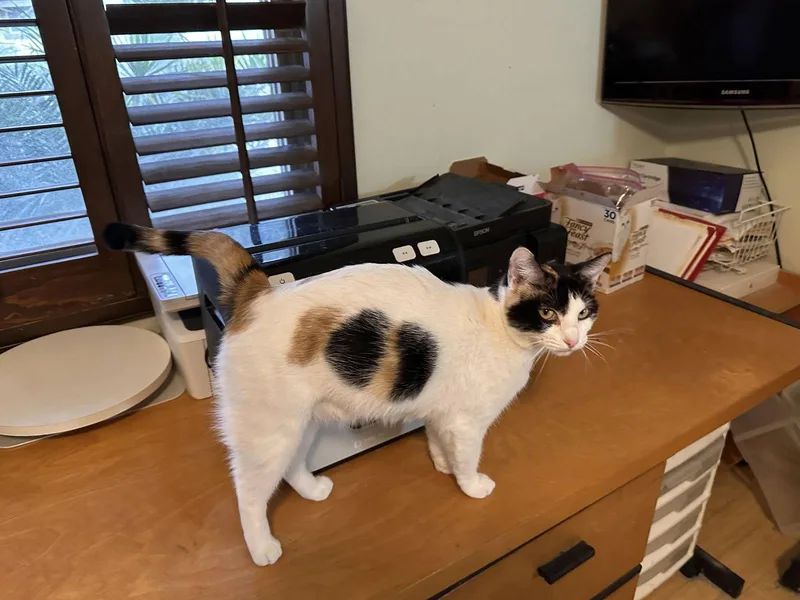 Precious thumbnail 2