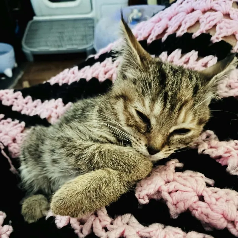 A baby small-sized female American Shorthair cat named Bunny for adoption in mount vernon, AR