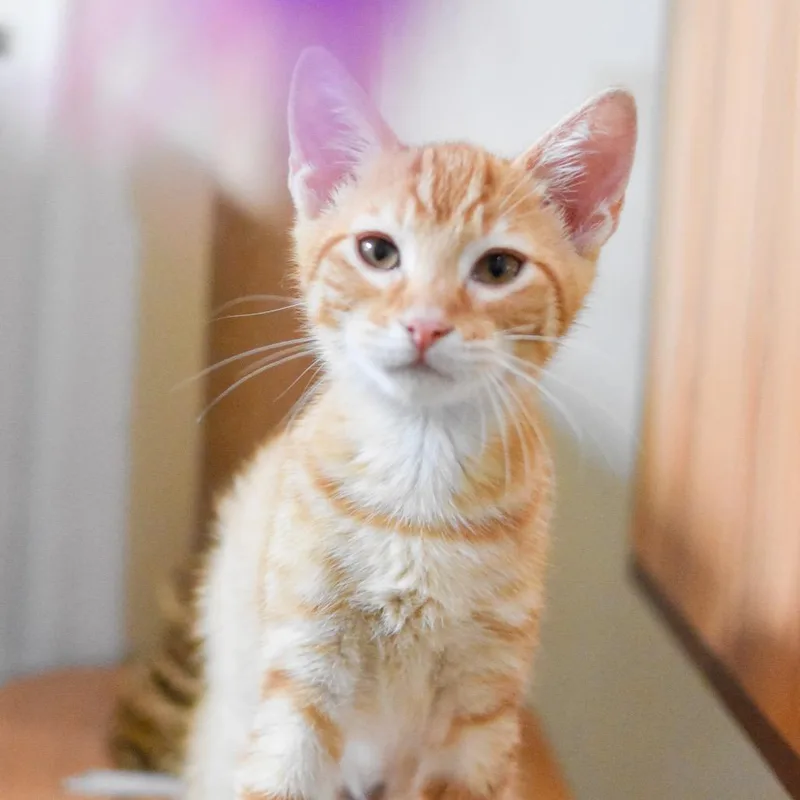 A baby small-sized male Orange / Red Domestic Short Hair cat named Sunkist for adoption in Kailua Kona, HI