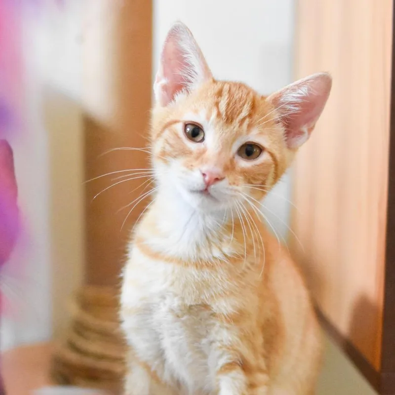 Sunkist thumbnail 4