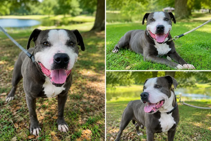 A young medium-sized male Gray / Blue / Silver American Bulldog dog named Milo for adoption in Kiln, MS