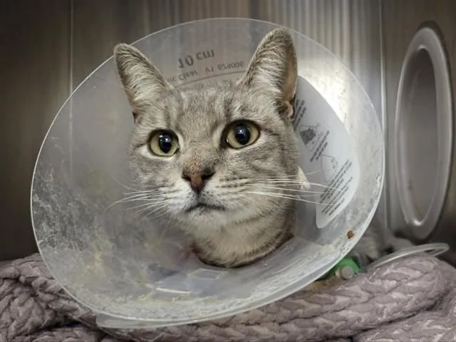 An adult small-sized female Domestic Short Hair cat named Tinkerbell for adoption in Martinez, CA