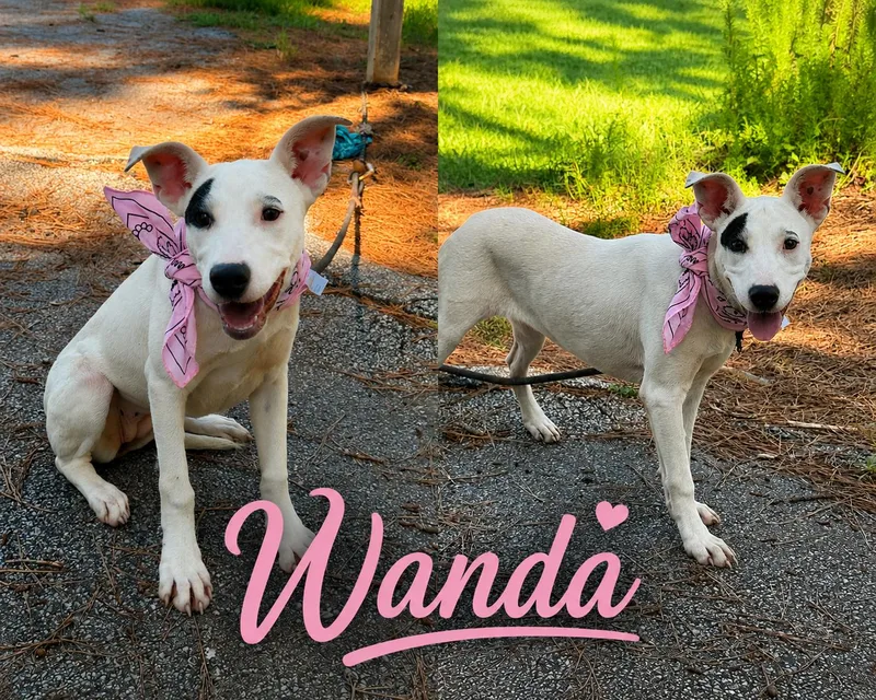 A young medium-sized female Bull Terrier dog named Wanda for adoption in Shillington, PA