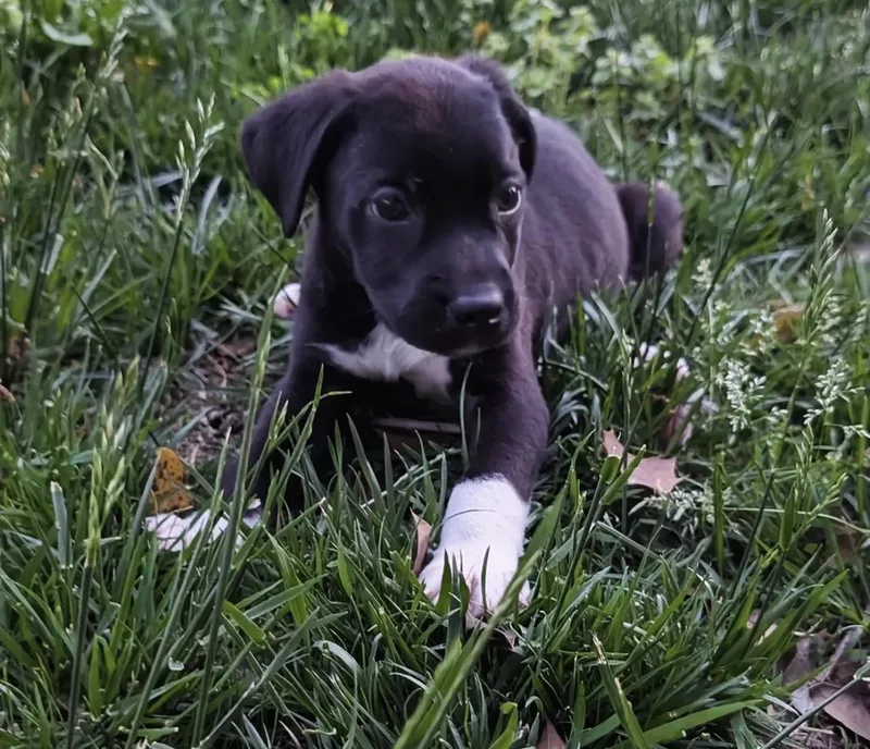 A baby medium-sized male Black Border Collie dog named Pogo for adoption in Richmond, VA