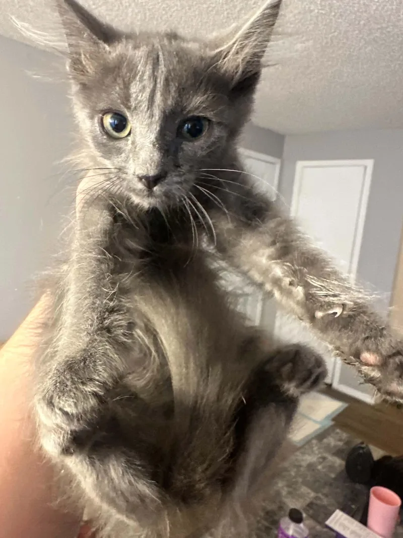 A baby medium-sized female Gray / Blue / Silver Domestic Long Hair cat named Claudia for adoption in Oklahoma City, OK