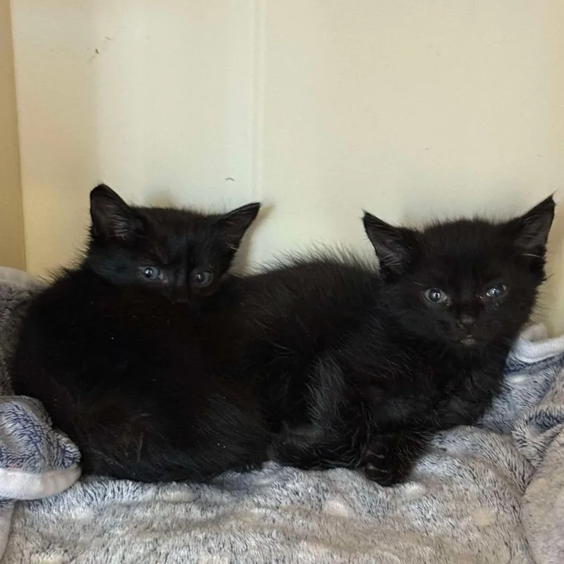 A young medium-sized male Black Domestic Medium Hair cat named Weeble for adoption in Port Richey, FL