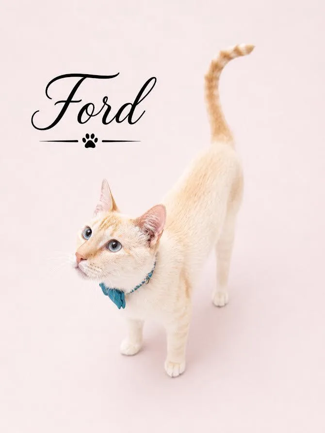 Ford thumbnail 2