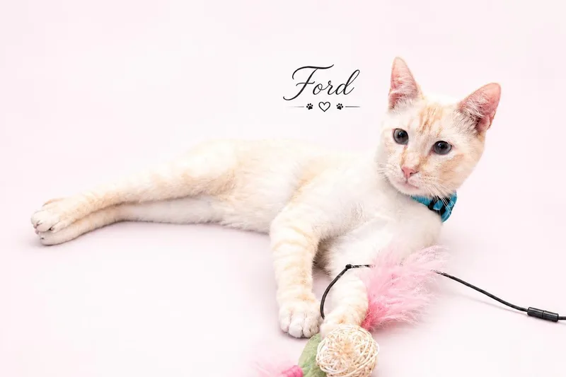 Ford thumbnail 5