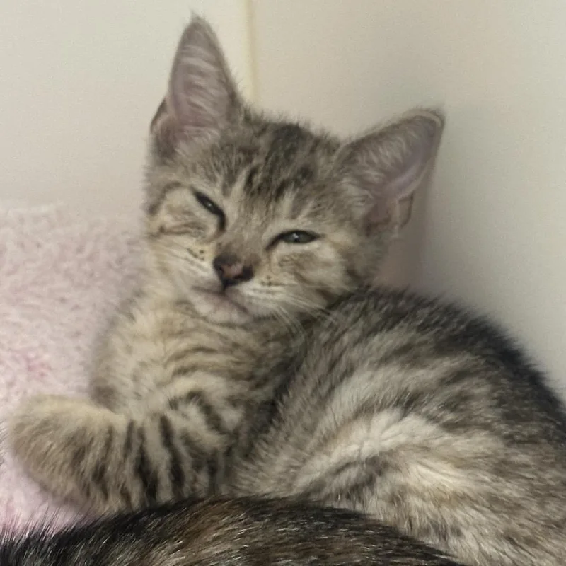 A baby small-sized female Brown / Chocolate Domestic Short Hair cat named Sasha for adoption in West Palm Beach, FL