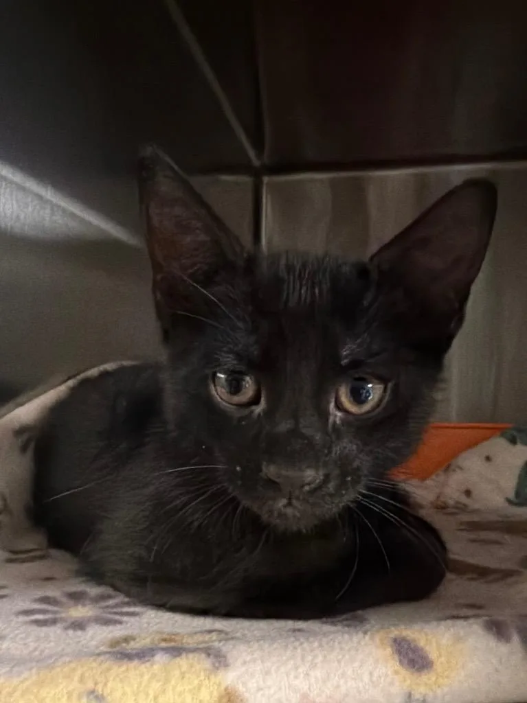 A baby small-sized male Domestic Short Hair cat named Marvin for adoption in Ocala, FL