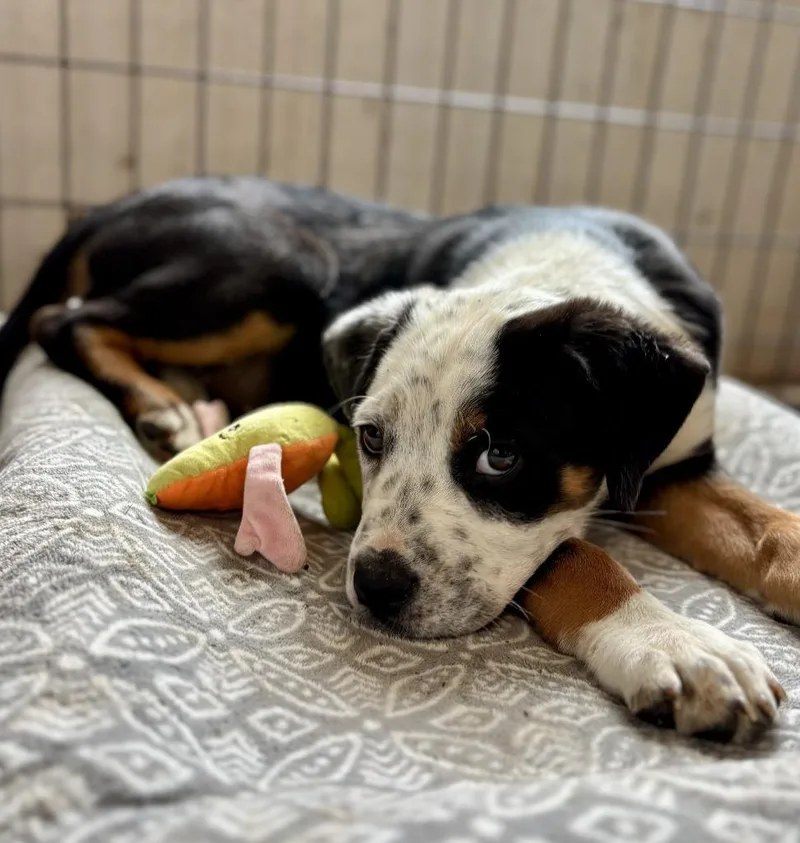 A baby large-sized male Australian Cattle Dog / Blue Heeler dog named Ziggy for adoption in Thompson Falls, MT