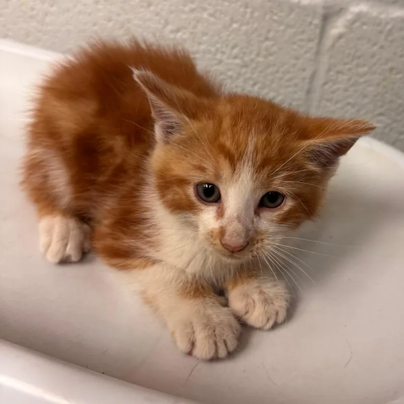 A baby small-sized male Orange / Red Domestic Short Hair cat named Galileo for adoption in Birdsboro, PA