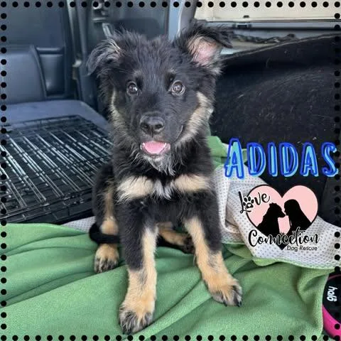 Adidas