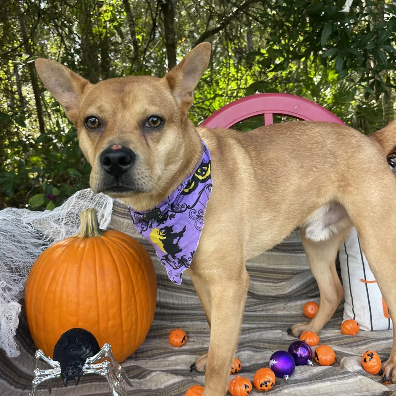 A young medium-sized male Carolina Dog named James for adoption in Sebring, FL