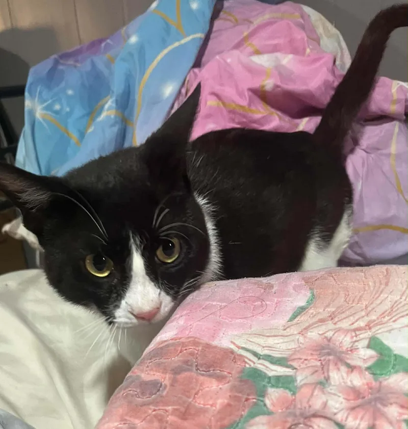 A young medium-sized male Black & White / Tuxedo Domestic Short Hair cat named Charley for adoption in Humble, TX