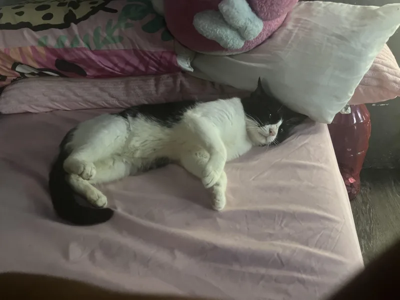 Charley thumbnail 2