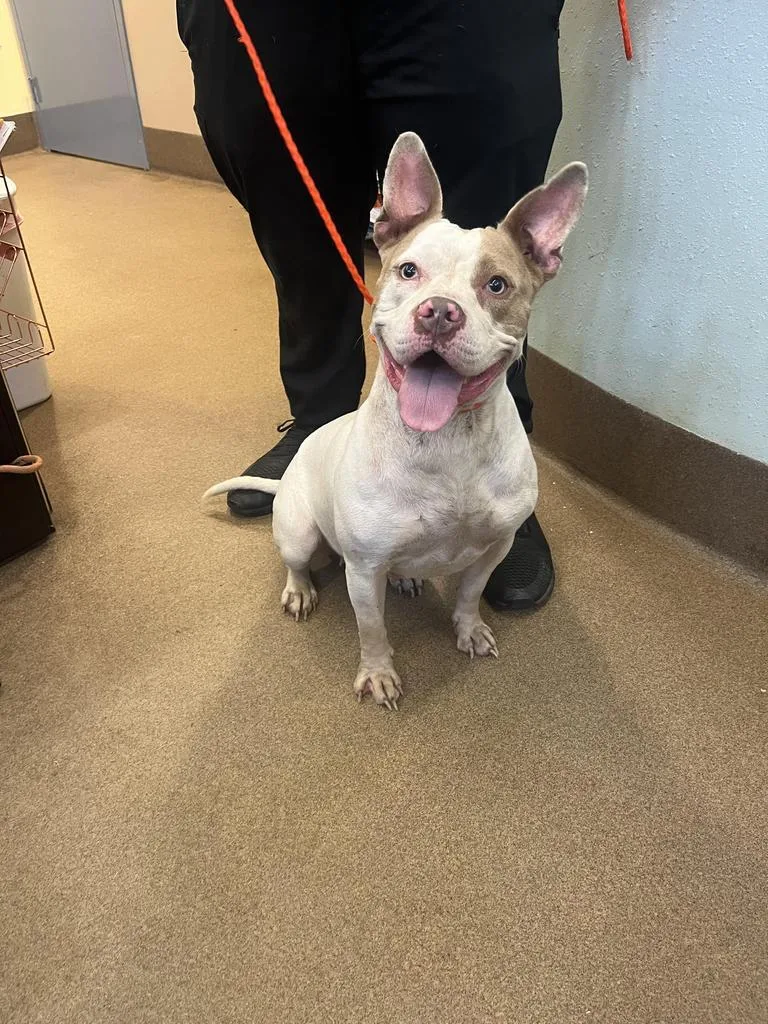 A young medium-sized female Mixed Breed dog named Wombat for adoption in Florence, SC