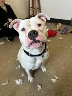 A young large-sized male White / Cream Bulldog dog named Cameron for adoption in Cleveland, OH