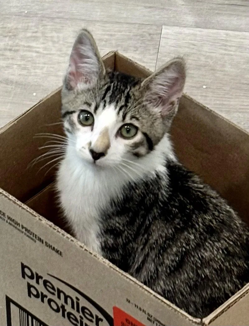 A baby medium-sized male Tuxedo cat named Jasper for adoption in Antioch, CA