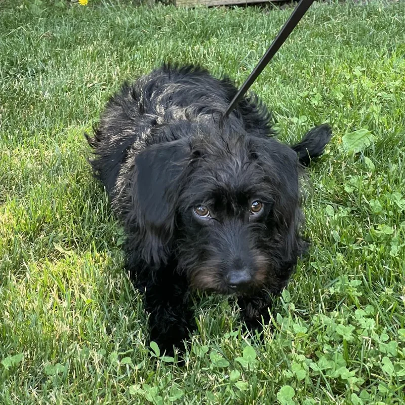 A young small-sized female Black Miniature Dachshund dog named Heidi for adoption in Hampton Bays, NY