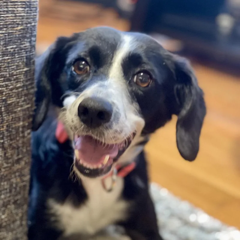 An adult small-sized female Black Feist dog named Lexie for adoption in Summerfield, NC