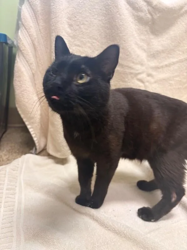 An adult medium-sized male Brown / Chocolate Domestic Short Hair cat named One eye Willy for adoption in Warren, PA