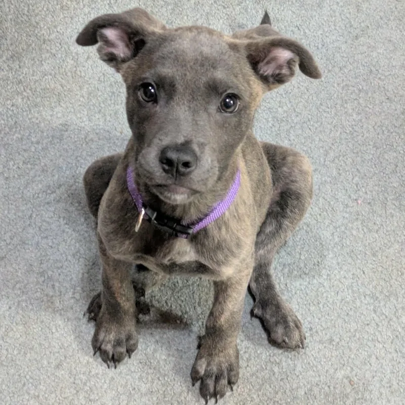 A baby medium-sized female Pit Bull Terrier dog named Maggie for adoption in Carmel, NY