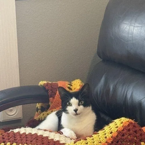 A young medium-sized male Domestic Short Hair cat named Tom for adoption in Tampa, FL
