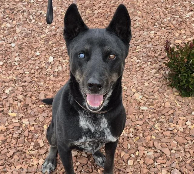 An adult medium-sized male Australian Cattle Dog / Blue Heeler dog named Sherman for adoption in Albuquerque, NM