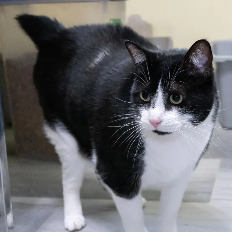 An adult extra large-sized male Black Domestic Short Hair cat named Sir Alistair Stubbington for adoption in McKean, PA