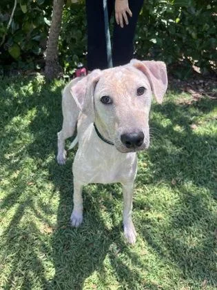 An adult medium-sized male Mixed Breed dog named Sweets for adoption in Honolulu, HI
