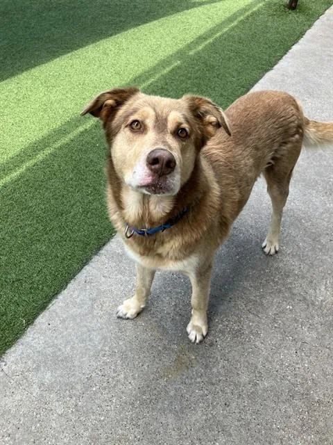 An adult large-sized male Mixed Breed dog named Goof for adoption in Dallas, TX