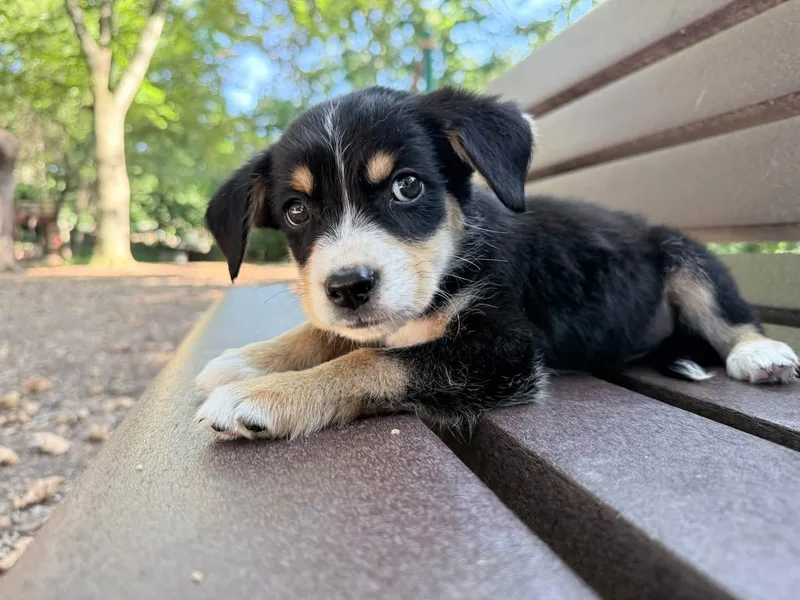 Bernie
