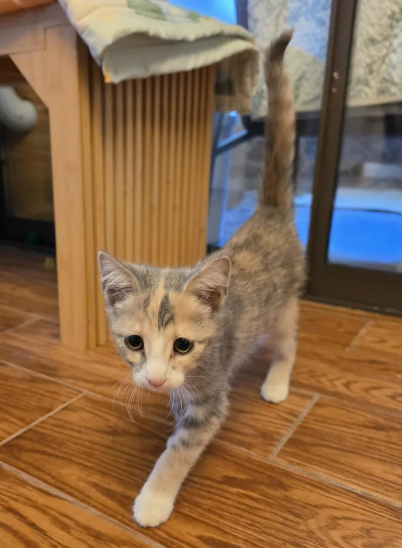 A young medium-sized female Domestic Short Hair cat named Gazelle for adoption in Evergreen, CO