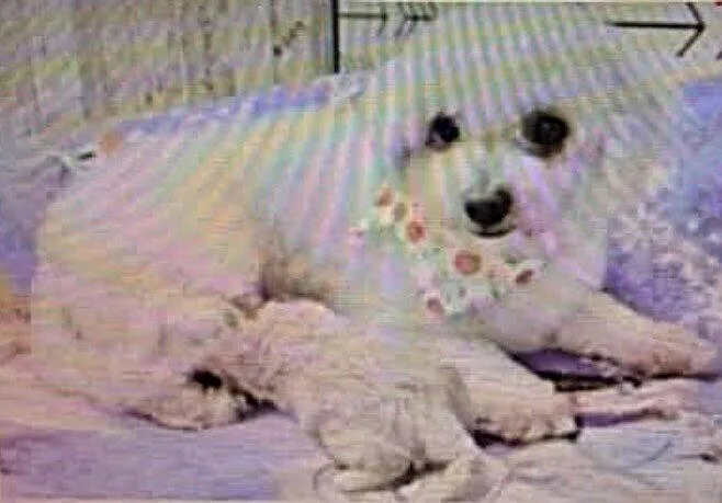 An adult small-sized female Bichon Frise dog named Anita for adoption in Washington, DC