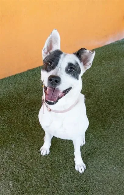 An adult medium-sized female Rat Terrier dog named Nova for adoption in Miami, FL