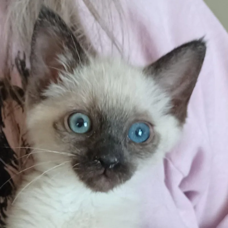 A baby small-sized male Buff / Tan / Fawn Siamese cat named Mccarthy for adoption in San Jose, CA