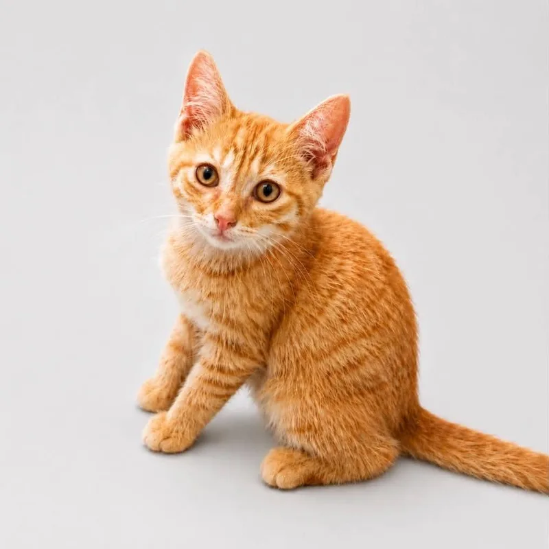 A baby small-sized male Orange / Red Domestic Short Hair cat named Chucky for adoption in Rocky Mount, VA