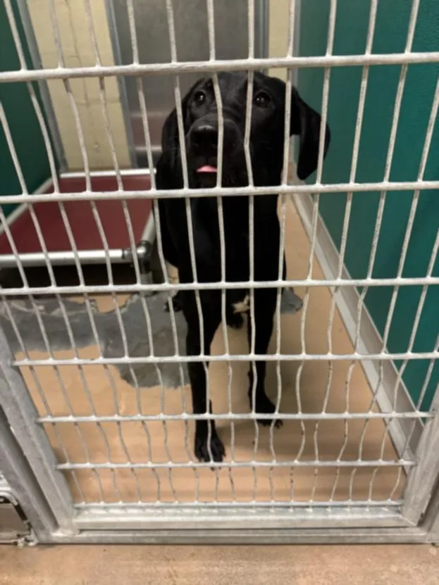 A young large-sized female Labrador Retriever dog named Sarah Jessica Barker for adoption in Texas City, TX