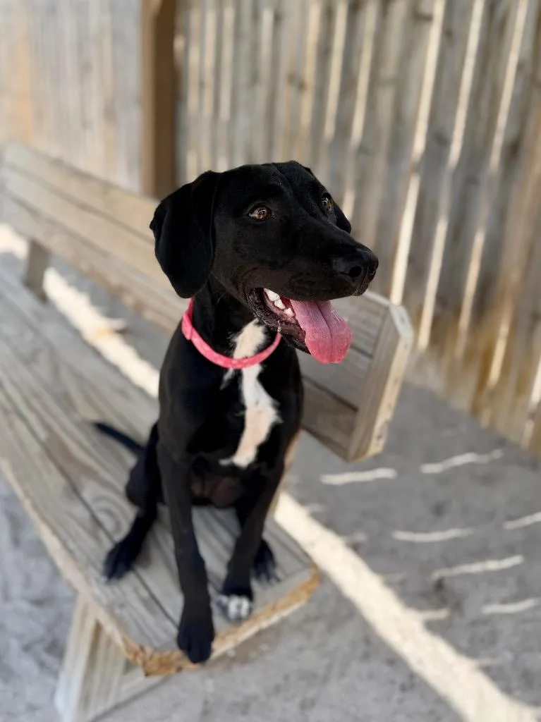 A baby medium-sized female Labrador Retriever dog named Meadow for adoption in Muskegon, MI