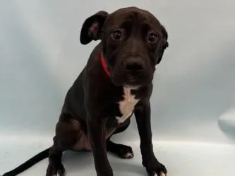 A baby large-sized female Labrador Retriever dog named Daisy for adoption in Woodbury, MN