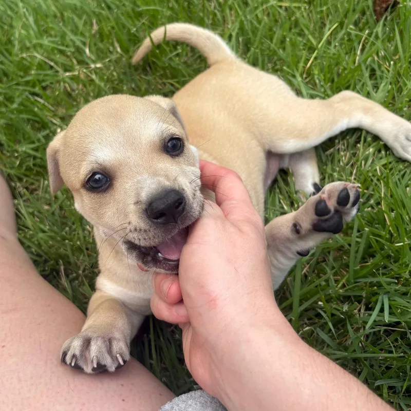 A baby small-sized female Mountain Cur dog named Pearl for adoption in Franklin, NC
