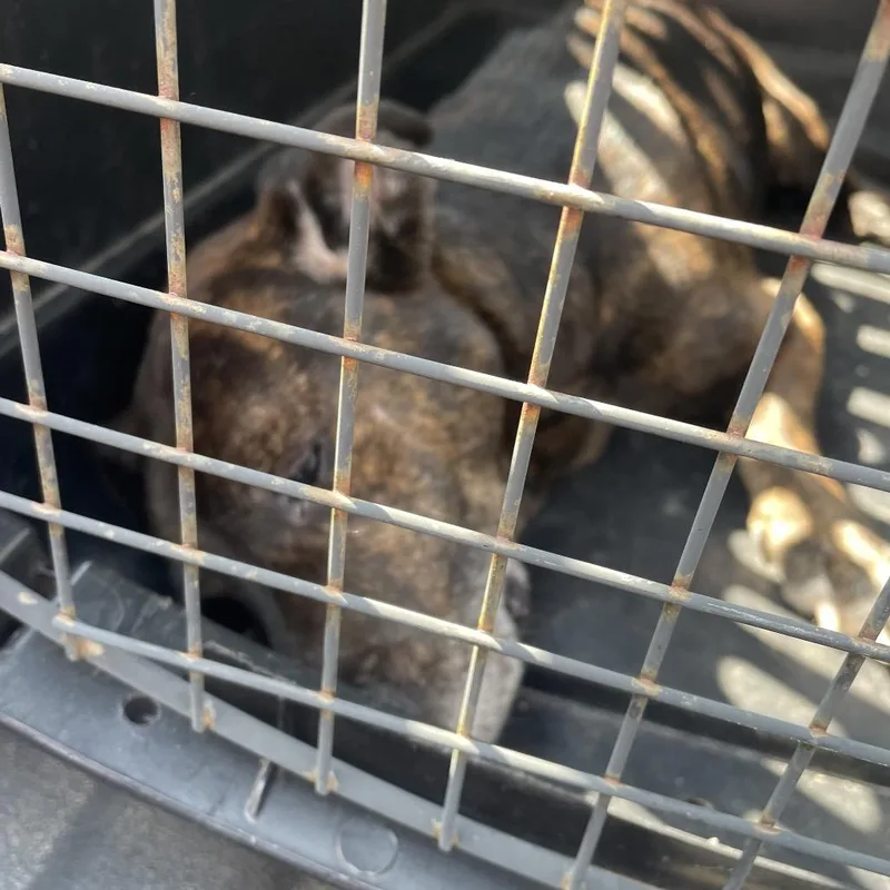 An adult medium-sized male Brown / Chocolate Mixed Breed dog named Mr Burns for adoption in Lake Jackson, TX