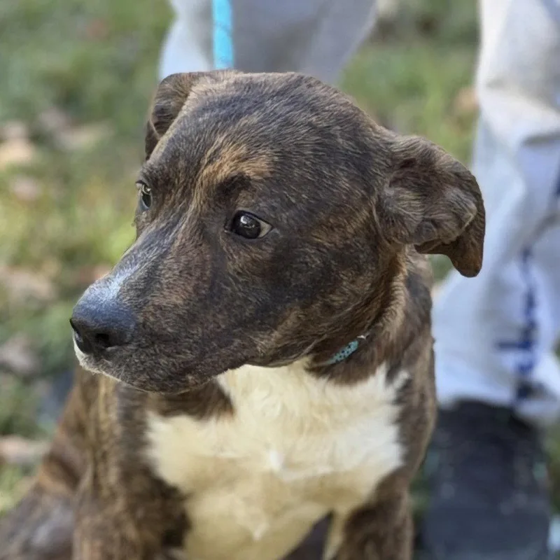 A baby medium-sized male Labrador Retriever dog named Marshall for adoption in Locust Fork, AL
